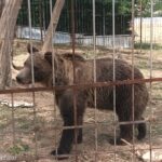 Grădină zoologică ilegală, în Dâmbovița, cu urși, căprioare, maimuțe și lei (Foto)