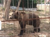 Grădină zoologică ilegală, în Dâmbovița, cu urși, căprioare, maimuțe și lei (Foto)
