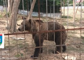 Grădină zoologică ilegală, în Dâmbovița, cu urși, căprioare, maimuțe și lei (Foto)