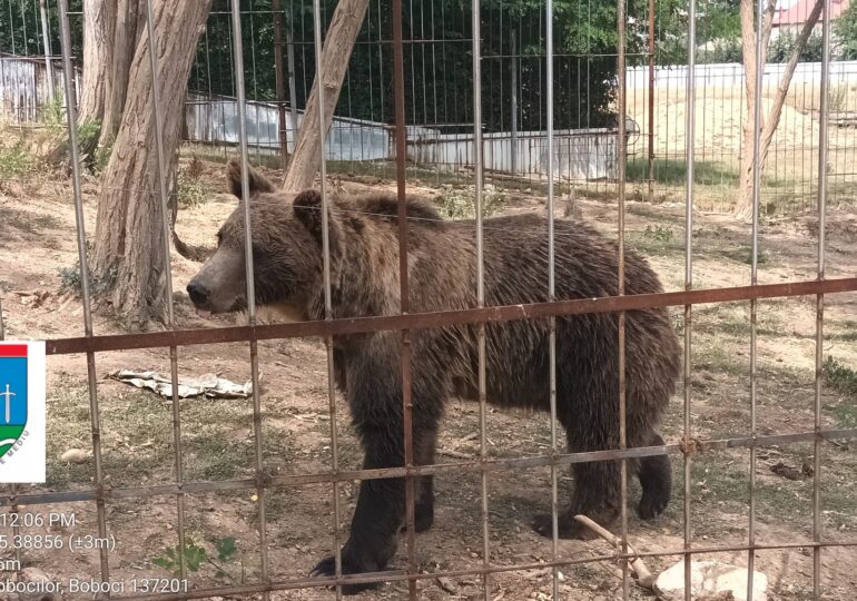 Grădină zoologică ilegală, în Dâmbovița, cu urși, căprioare, maimuțe și lei (Foto)