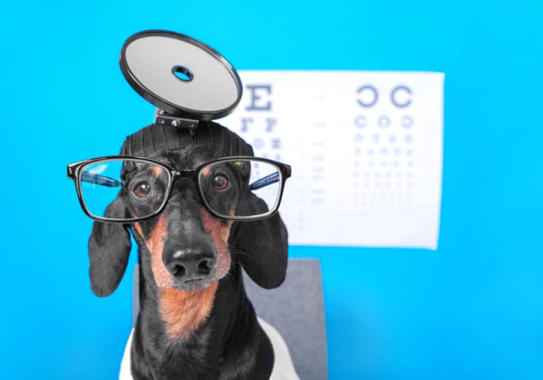 Top 5 semne că animalul tău are nevoie de un consult oftalmologic veterinar