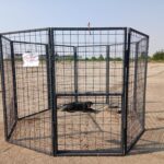 ASPA introduce țarcul-capcană – o nouă metodă de capturare a câinilor fără stăpân din București
