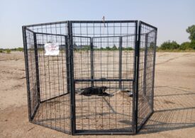 ASPA introduce țarcul-capcană - o nouă metodă de capturare a câinilor fără stăpân din București