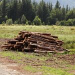 Reformă la Romsilva. Regia are un nou Consiliu de Administrație. Indemnizațiile au fost reduse cu 60%