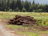 Decizie finală într-un dosar mai vechi de 10 ani: Statul păstrează păduri de 300 de milioane de euro, retrocedate ilegal de un judecător șpăgar