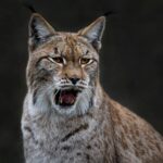 Le-a scăpat râsul din lesă. Sălbăticiunea era plimbată pe stradă ca animal de companie