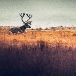 Val de caniculă „fără precedent” în țările nordice: Renii din Laponia nu mai rezistă la șocul termic