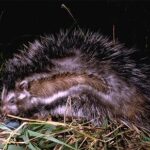 Acesta e singurul rozător otrăvitor din lume, atât de toxic încât ar putea ucide un elefant! Doar că nu vrea