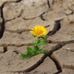 România, în pragul alertei: 51% din soluri sunt afectate de secetă severă