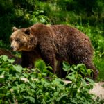 Edilii Brașovului cer ajutorul Guvernului: Sunt prea mulți urși, zona nu-i mai suportă