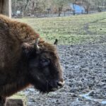21 de zimbri morți în Munții Țarcu. Autoritățile spun că este vorba de o epidemie