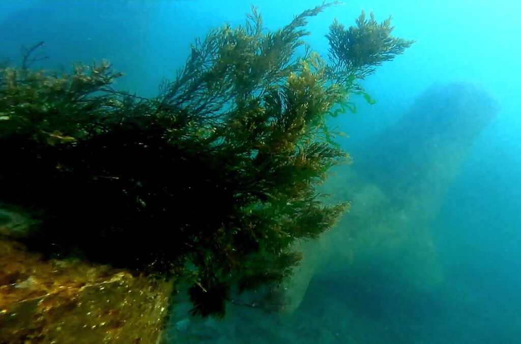 alge marine