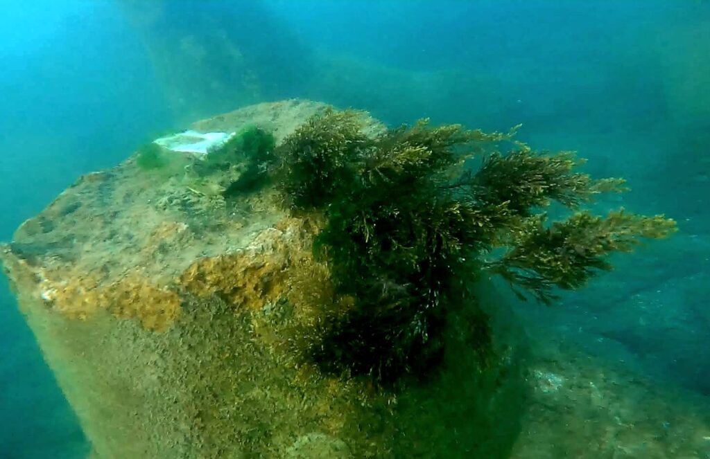 alge marine