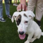 Câinii fără stăpân din București vor putea fi încredințați spre îngrijire temporară înaintea adopției