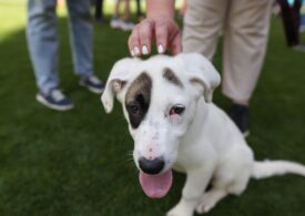 Câinii fără stăpân din București vor putea fi încredințați spre îngrijire temporară înaintea adopției