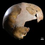 Primul hibrid uman din lume pare să rescrie istoria. Ce particularități avea copilul parte neanderthalian, parte Homo sapiens