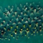 România plantează „plămâni verzi” în Marea Neagră: pajiști submarine și recife artificiale, proiectul care schimbă fața litoralului românesc (Foto)