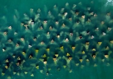 România plantează „plămâni verzi” în Marea Neagră: pajiști submarine și recife artificiale, proiectul care schimbă fața litoralului românesc (Foto)