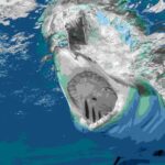 După sute de milioane de ani în oceanele lumii, rechinii încep să aibă probleme cu dinții. Ce-i afectează
