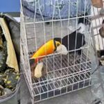 Sute de animale salvate de la traficanți: tucani, papagali, broaște țestoase, maimuțe și un piton. 47 de persoane au fost arestate (Video)