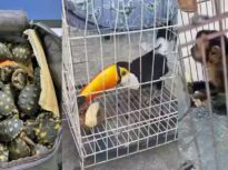 Sute de animale salvate de la traficanți: tucani, papagali, broaște țestoase, maimuțe și un piton. 47 de persoane au fost arestate (Video)