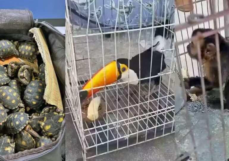 Sute de animale salvate de la traficanți: tucani, papagali, broaște țestoase, maimuțe și un piton. 47 de persoane au fost arestate (Video)