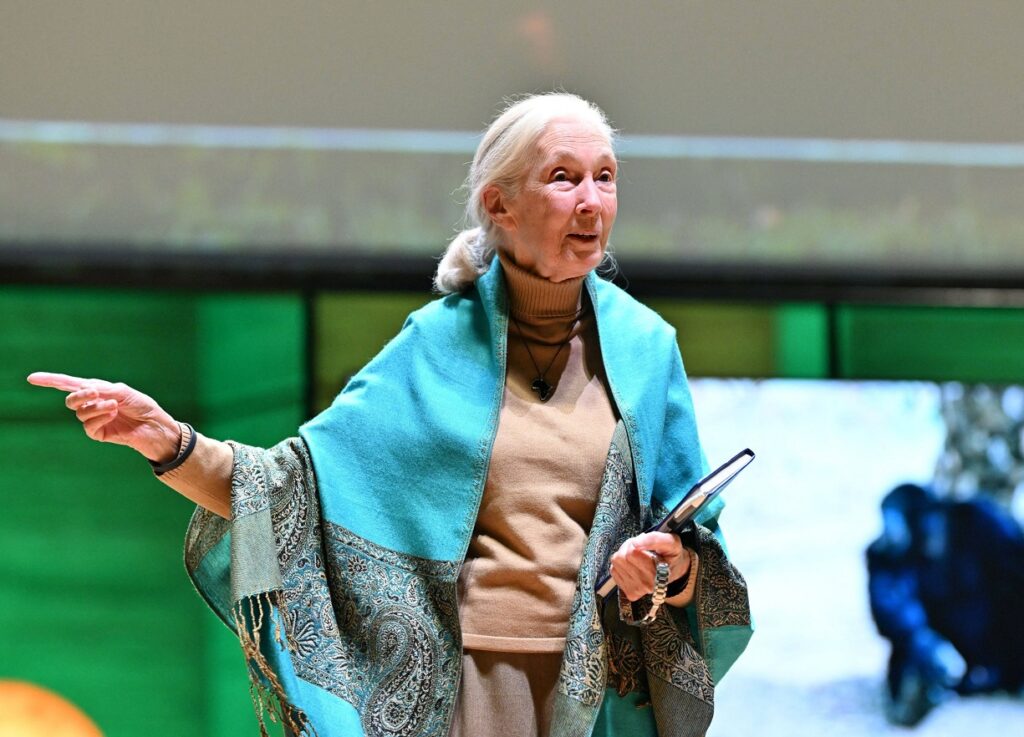 A murit cercetătoarea Jane Goodall, pioniera studiului cimpanzeilor (Foto & Video)