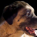 Primăria Miercurea Ciuc interzice folosirea a trei rase de câini lângă zonele locuite și pe pășunile frecventate de turiști