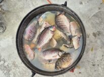 De ce este esențial să mâncăm pește de cel puțin două ori pe săptămână. Cea mai accesibilă sursă de Omega 3