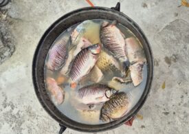 De ce este esențial să mâncăm pește de cel puțin două ori pe săptămână. Cea mai accesibilă sursă de Omega 3