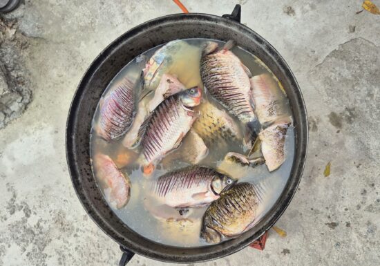 De ce este esențial să mâncăm pește de cel puțin două ori pe săptămână. Cea mai accesibilă sursă de Omega 3