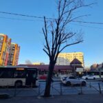 Primăria Capitalei a majorat drastic amenzile pentru mutilarea arborilor. Oamenii lui Voiculescu au luptat dur pentru toaletările abuzive din București