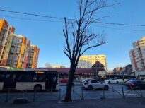 Primăria Capitalei a majorat drastic amenzile pentru mutilarea arborilor. Oamenii lui Voiculescu au luptat dur pentru toaletările abuzive din București