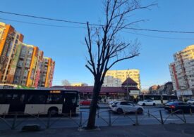 Primăria Capitalei a majorat drastic amenzile pentru mutilarea arborilor. Oamenii lui Voiculescu au luptat dur pentru toaletările abuzive din București