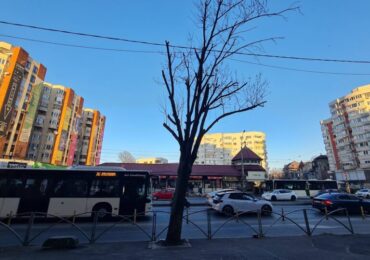 Primăria Capitalei a majorat drastic amenzile pentru mutilarea arborilor. Oamenii lui Voiculescu au luptat dur pentru toaletările abuzive din București