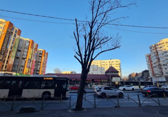 Primăria Capitalei a majorat drastic amenzile pentru mutilarea arborilor. Oamenii lui Voiculescu au luptat dur pentru toaletările abuzive din București