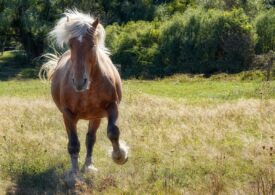 Rețea de trafic cu cai: Animale furate în Franța și găsite în România