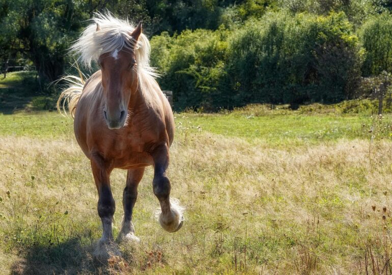 Rețea de trafic cu cai: Animale furate în Franța și găsite în România