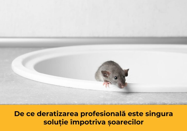 De ce deratizarea profesională este singura soluție împotriva șoarecilor