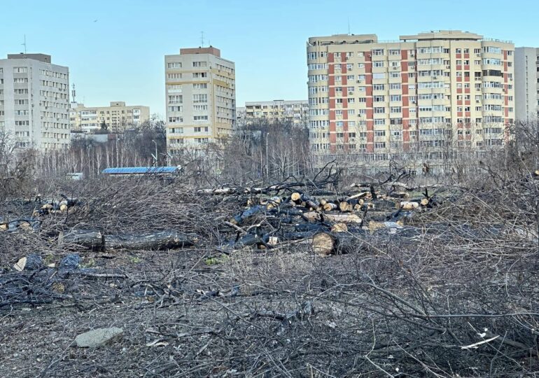 Peste 50 de organizații cer Consiliului General să mărească drastic amenzile pentru defrișările ilegale din București