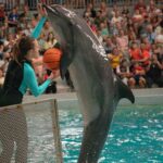 Delfinariul din Constanța primește cadou cinci delfini din Malta