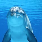 Delfinii eșuați, afectați de Alzheimer? Studiu alarmant