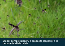 Ghidul complet pentru a scăpa de țânțari și a te bucura de zilele calde