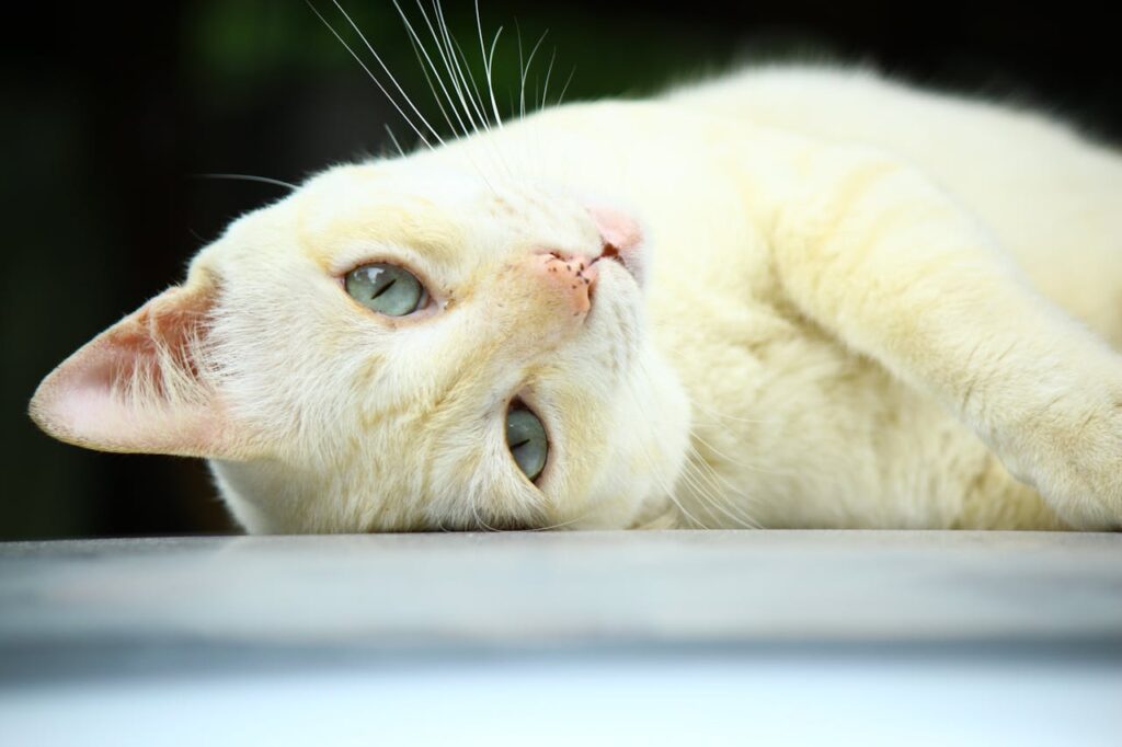 Hrană uscată sau umedă? Ce variantă e mai potrivită pentru animalul tău de companie