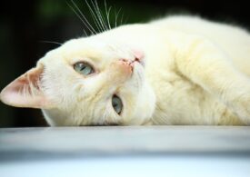 Hrană uscată sau umedă? Ce variantă e mai potrivită pentru animalul tău de companie