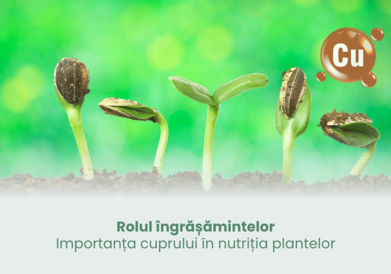 Rolul îngrășămintelor - Importanța cuprului în nutriția plantelor