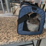 Curtea de Justiție a UE a decis: Animalele pot fi considerate „bagaje”