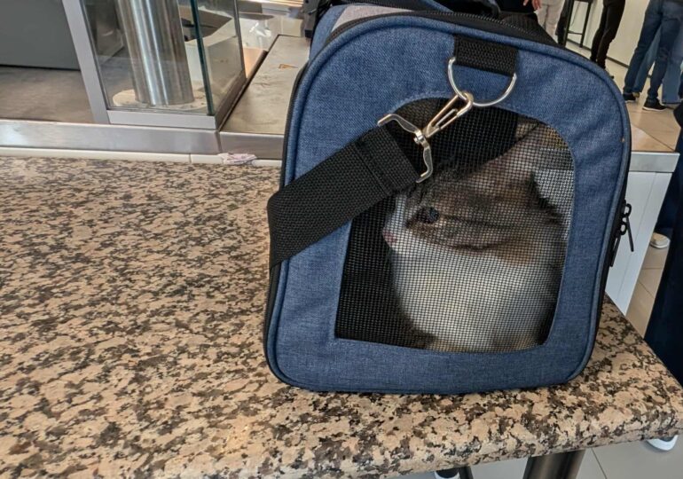 Curtea de Justiție a UE a decis: Animalele pot fi considerate „bagaje”