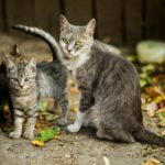 Căsuțe gratuite pentru pisicile străzii. Autoritățile relansează un proiect de iarnă pentru animalele comunitare