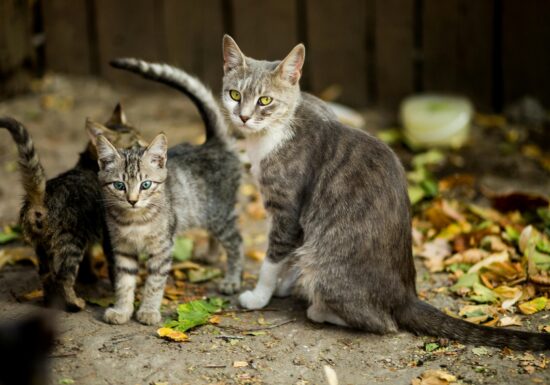 Pisicile fără stăpân din Sectorul 2 primesc căsuțe din partea primăriei